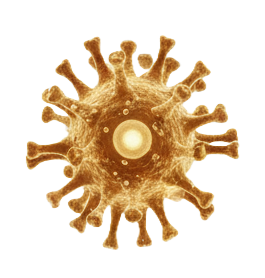 Virus